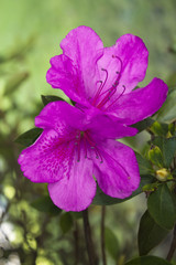 azalea