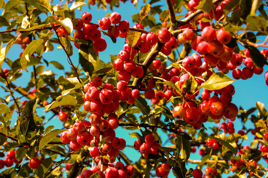 0003 im Garten - Zierapfel