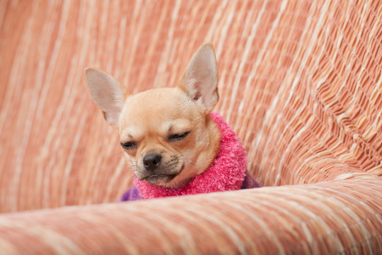 Chihuahua puppy dressed with pullover sleeping  on sofa