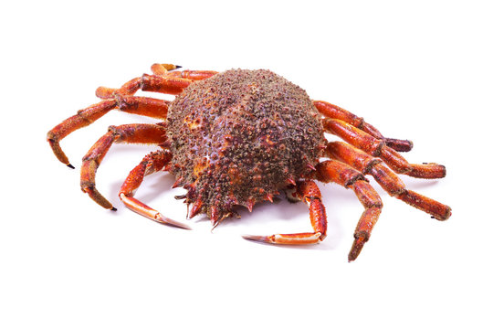 seafood, centolla isolated