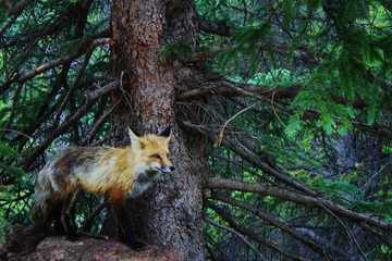 Fox in Colorado
