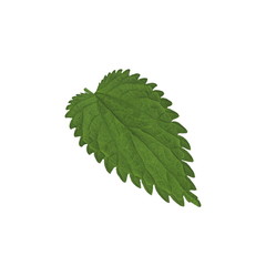 Crenate Green leaf isolated on a white.