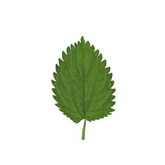 Crenate Green leaf isolated on a white.