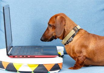 Smart dog gazing at notebook screen
