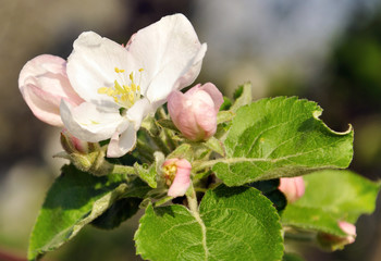 blooming apple