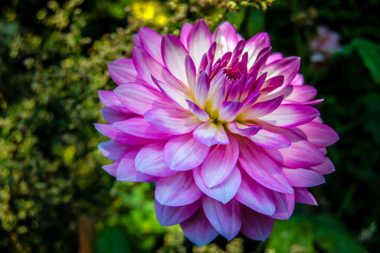 im Garten - Dahlien 06