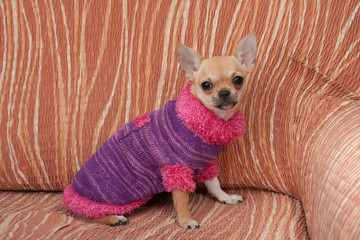 Chihuahua puppy dressed with pullover sitting on sofa