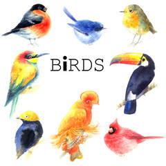 Watercolor a variety of birds