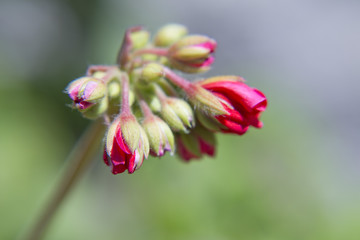Geranium blossoms