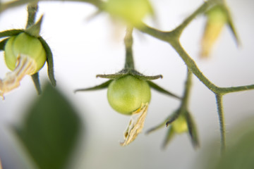Green baby tomato