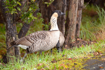 Nene is Hawaii's state bird.  Big Island, Hawaii, USA. It is a federally protected species.