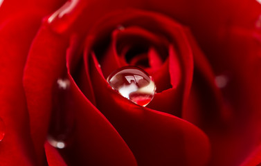 red rose with drops close-up