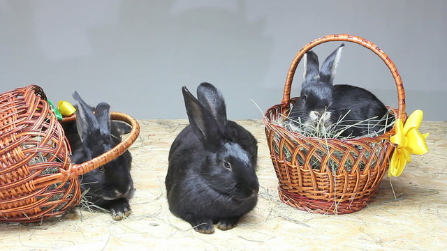 Lovely black rabbits play near the Easter baskets and eat hay