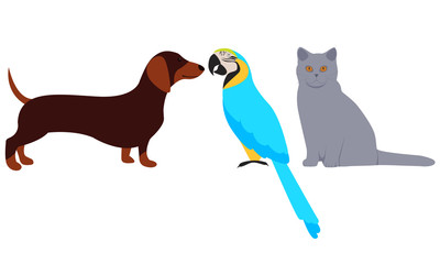 Set Pets. Cat, dog and parrot. Vector illustration