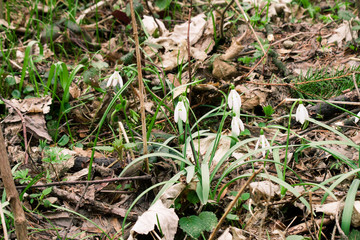 Snowdrops against old leaves