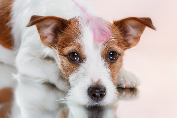 Dog breed Jack Russell Terrier on a studio color background and a feather