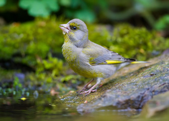 The Greenfinch drink water