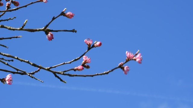 Bourgeons et fleurs du cerisier