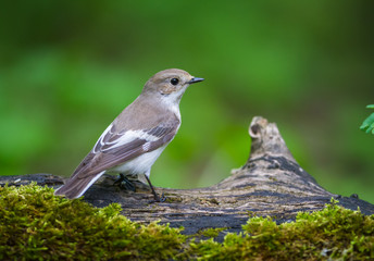 The Pied Flycatcher