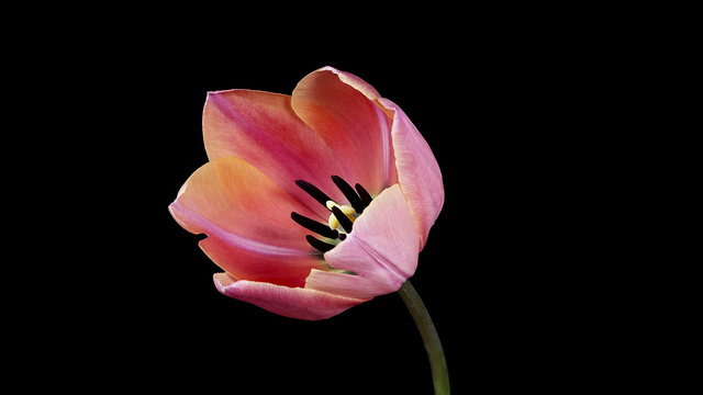 Timelapse of light pink tulip flower blooming on pure black background in 4K (4096x2304)