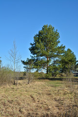 Spring in the national Park 