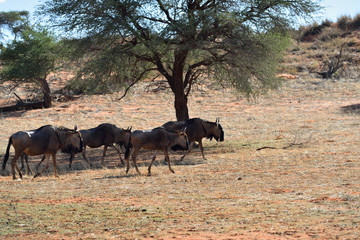 Fototapeta na wymiar Blue wildebeest antelopes