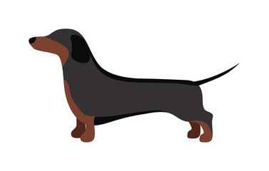 Flat dog pet and sitting cute vector