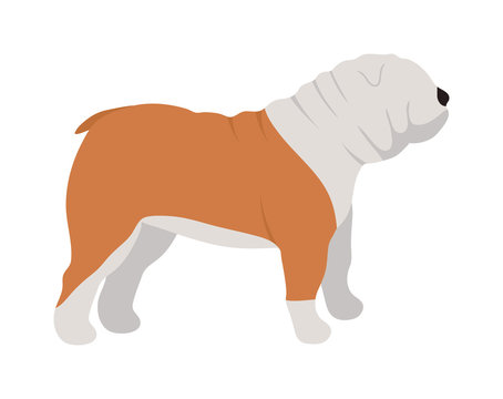 Flat dog pet and sitting cute vector