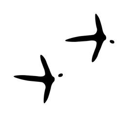 Animal foot prints and tracks isolated steps traces on white for wildlife concept design vector. 