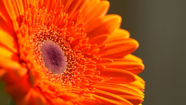 Beautiful sunny flower orange gerbera