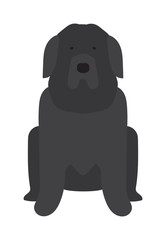 Black Labrador retriever dog domestic animal vector illustration. 