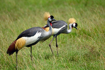 Grey crowned cranes, Maasai Mara Game Reserve, Kenya