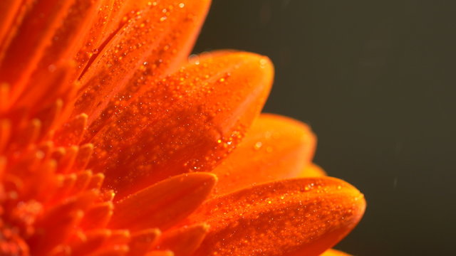 Beautiful sunny flower orange gerbera