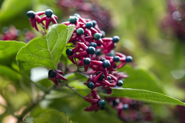 Fuchsia colored flower blossoms close-up