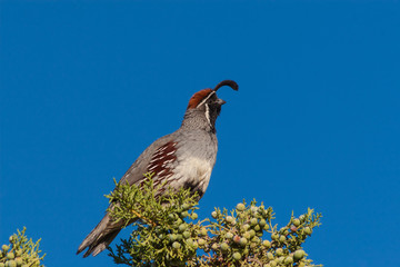 Gambel's (California) Quail Male