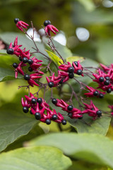 Fuchsia colored flower blossoms close-up