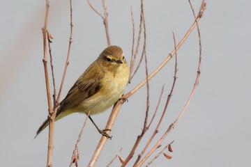 Common Chiffchaff on branch, phylloscopus collybita