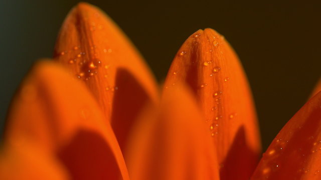Beautiful sunny flower orange gerbera
