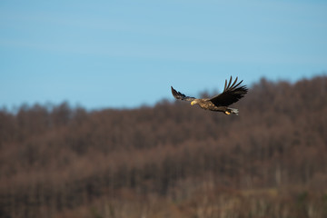 オジロワシ飛翔