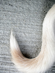 white tail dog on floor