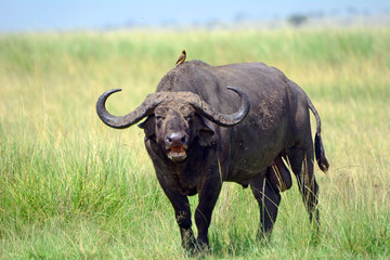 African buffalo and a red-billed oxpecker, Maasai Mara Game Rese - obrazy, fototapety, plakaty