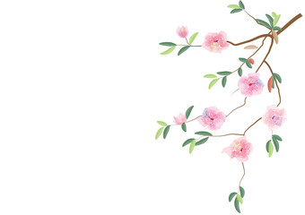 Obraz na płótnie Canvas pink flowers on branch with leaves on white background,vector illustration