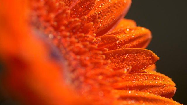 Beautiful sunny flower orange gerbera