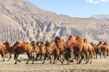 Camel at north India