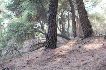 Obraz premium Old pine trees in the forest. Summer time.
