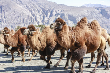Camel at north India