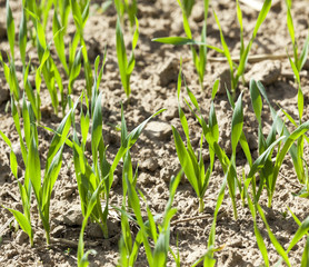 field with cereals  