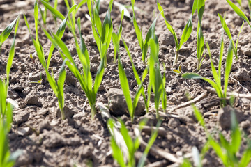 field with cereals  