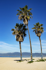 Obraz premium Los angeles, palmiers