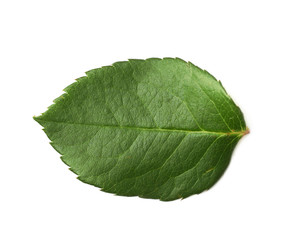 Fototapeta na wymiar Single green rose leaf isolated